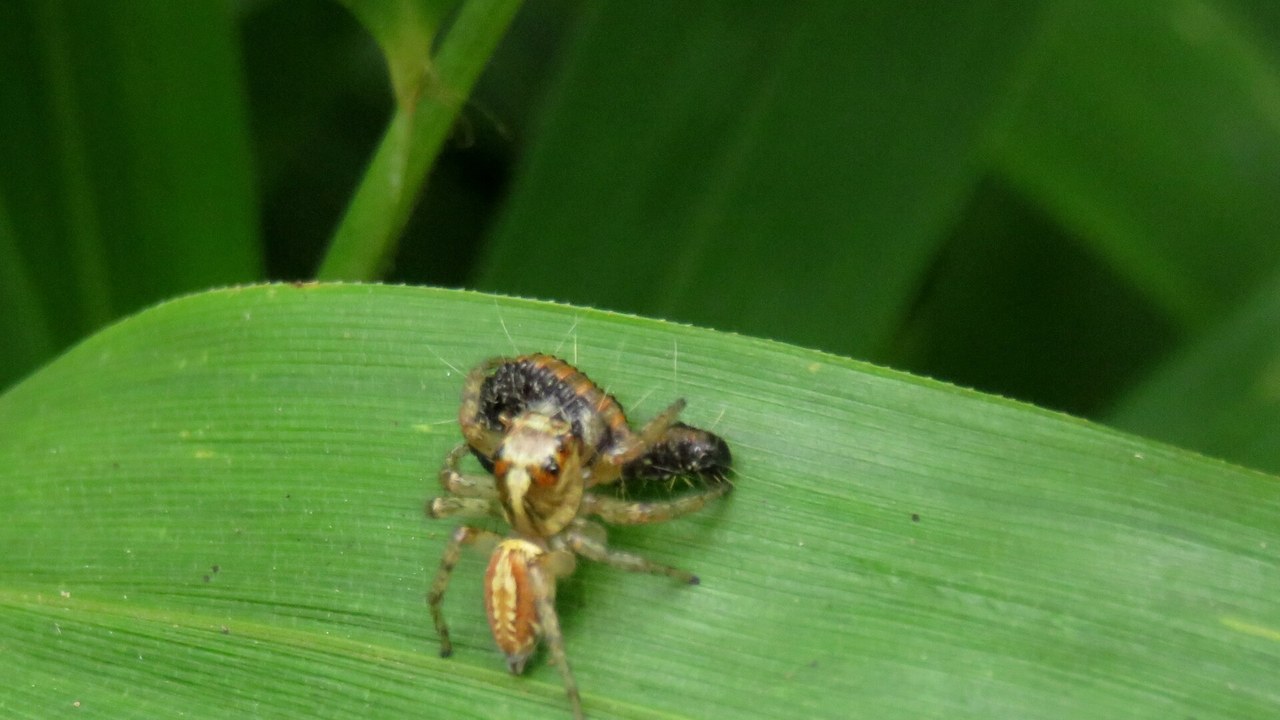 Jumping spider — Image Credit: Noroi - CC BY-SA 4.0/Wiki Commons