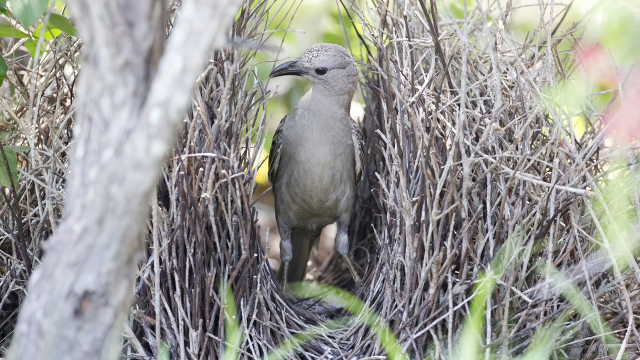 Bowerbird — Image Credit: Jim Bendon from Karratha, Australia - CC BY-SA 2.0/Wiki Commons