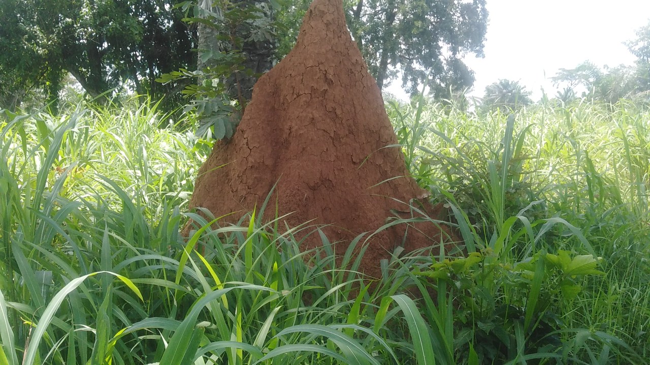 Termite — Image Credit: Cpraise - CC BY-SA 4.0/Wiki Commons
