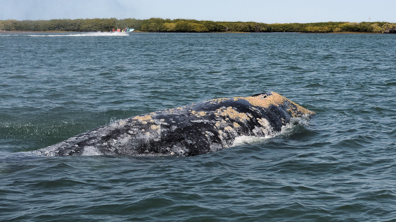 Gray whale — Image Credit: Carlos Valenzuela - CC BY-SA 4.0/Wiki Commons