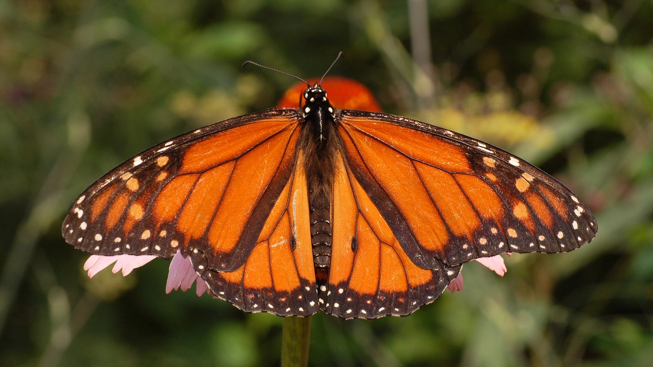 Monarch butterfly — Image Credit: and (c)2007 Derek Ramsey (Ram-Man) - GFDL 1.2/Wiki Commons