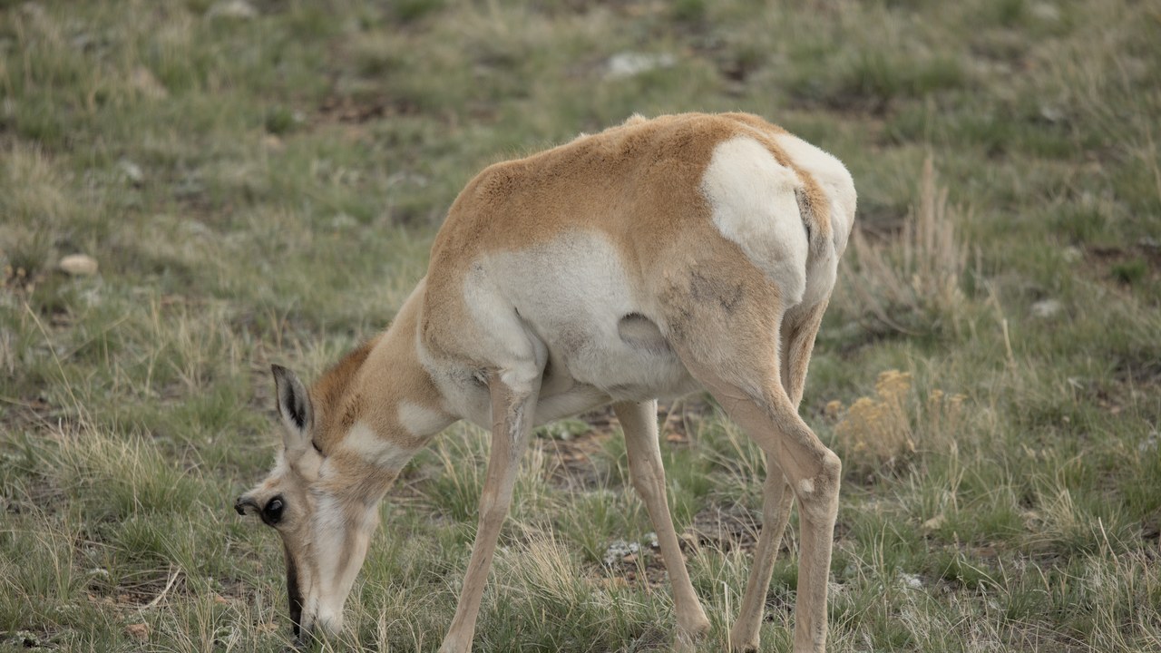 Pronghorn — Image Credit: Trevor Sullivan - CC BY-SA 4.0/Wiki Commons