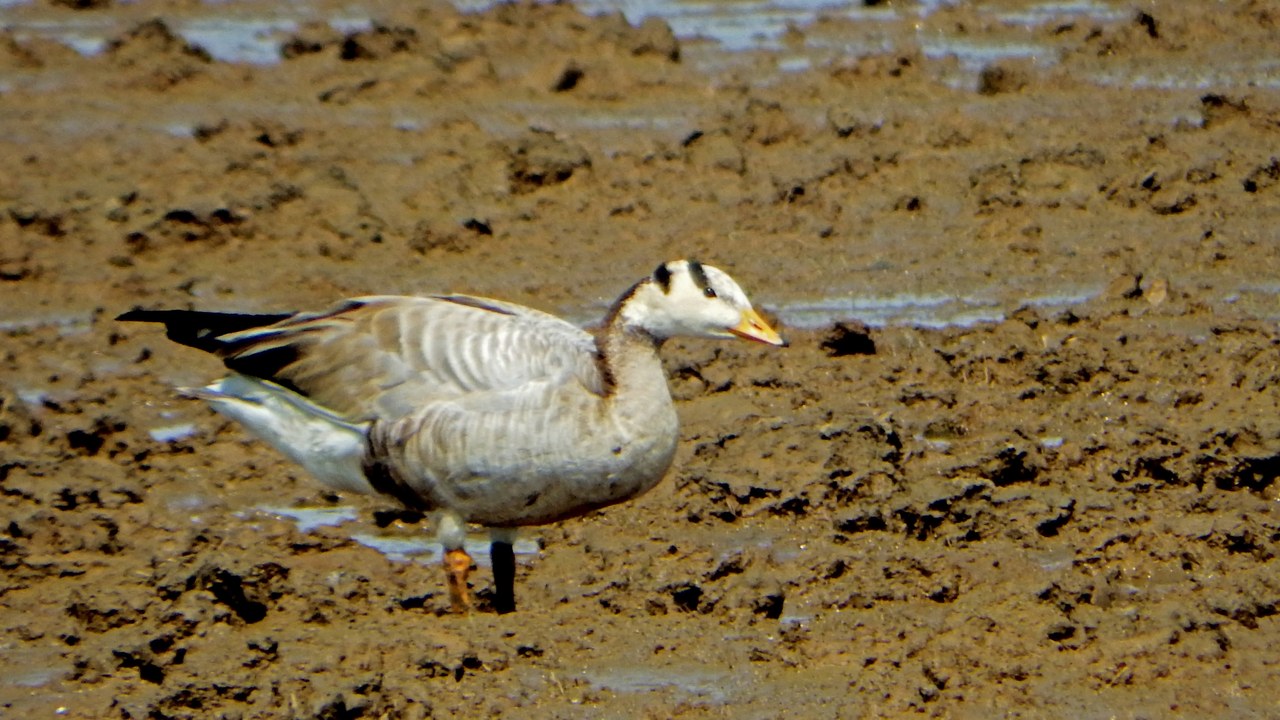 The bar-headed goose — Image Credit: Rison Thumboor from Thrissur, India - CC BY 2.0/Wiki Commons