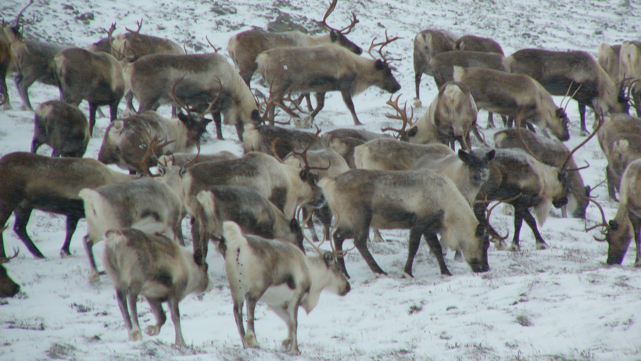 The caribou — Image Credit: Ben Townsend - CC BY 2.0/Wiki Commons