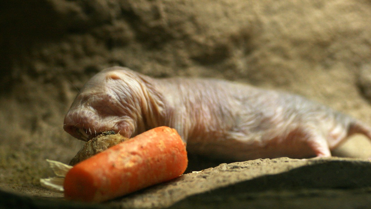The naked mole-rat — Image Credit: John Trainor - CC BY 2.0/Wiki Commons