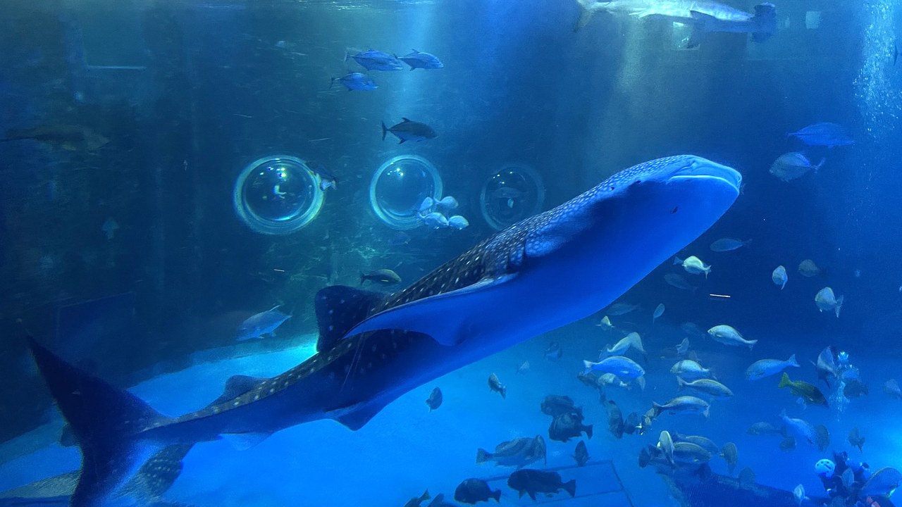 Whale shark — Image Credit: Totti - CC BY-SA 4.0/Wiki Commons