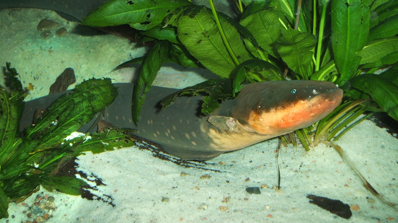 The electric eel — Image Credit: Steven G. Johnson - CC BY-SA 3.0/Wiki Commons