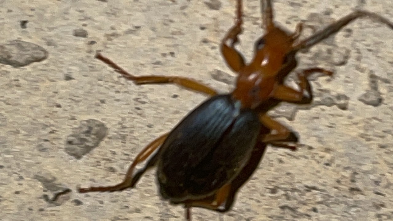 The bombardier beetle — Image Credit: VPaleontologist - CC BY-SA 4.0/Wiki Commons