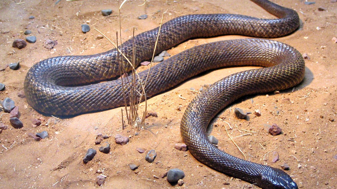 Inland taipan — Image Credit: XLerate - CC BY-SA 3.0/Wiki Commons