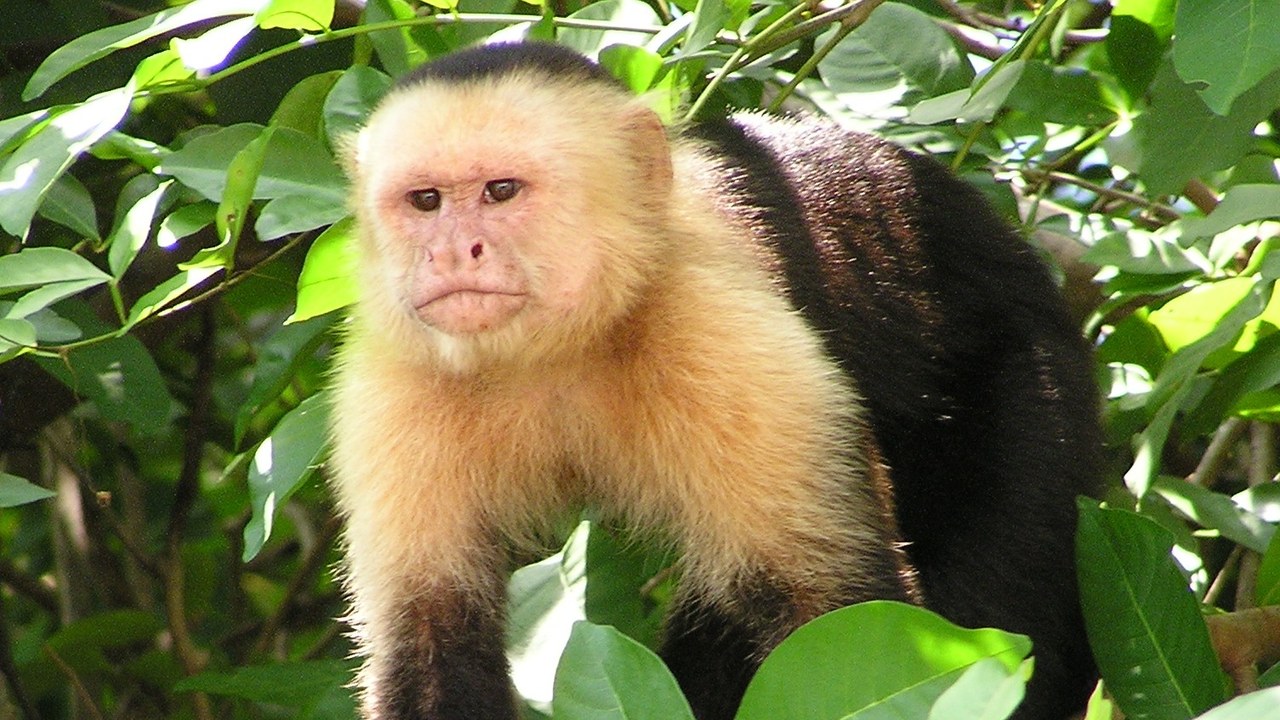 White-faced capuchin — Image Credit: David M. Jensen (Storkk) - CC BY-SA 3.0/Wiki Commons