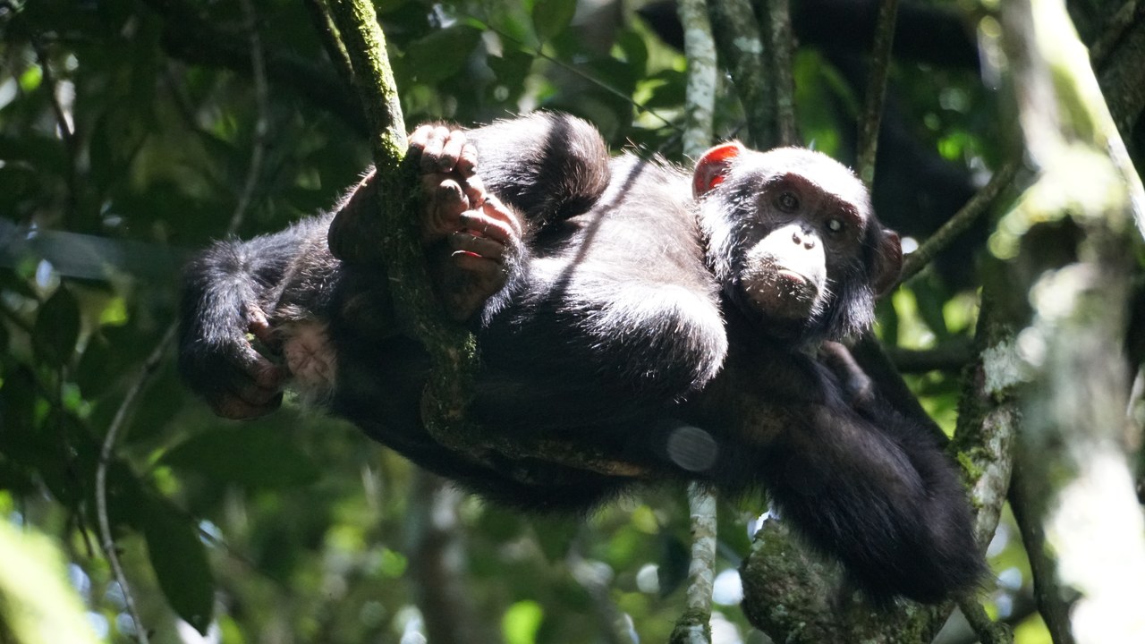 Chimpanzee — Image Credit: Thecodemachine - CC0/Wiki Commons