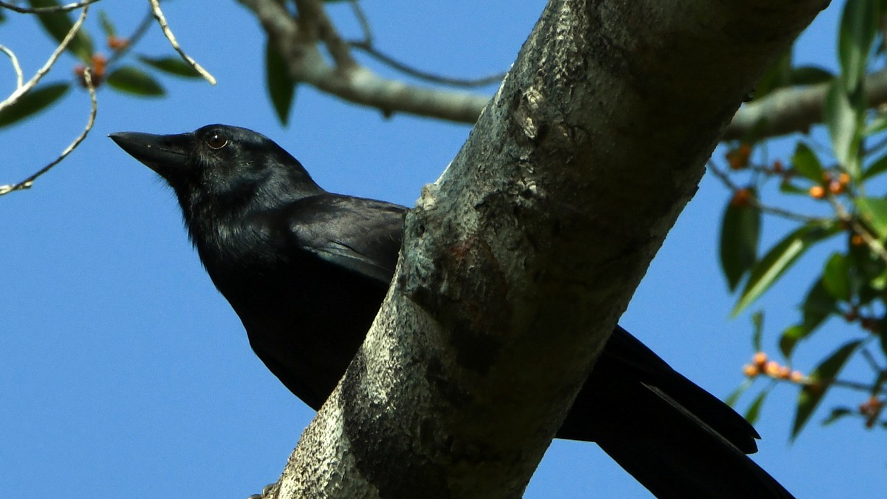 New Caledonian crow — Image Credit: benkeen - CC0/Wiki Commons