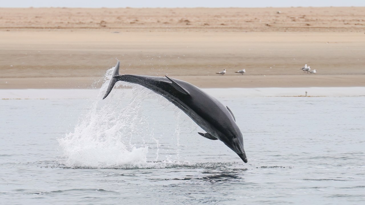 Common bottlenose dolphin — Image Credit: Giles Laurent - CC BY-SA 4.0/Wiki Commons