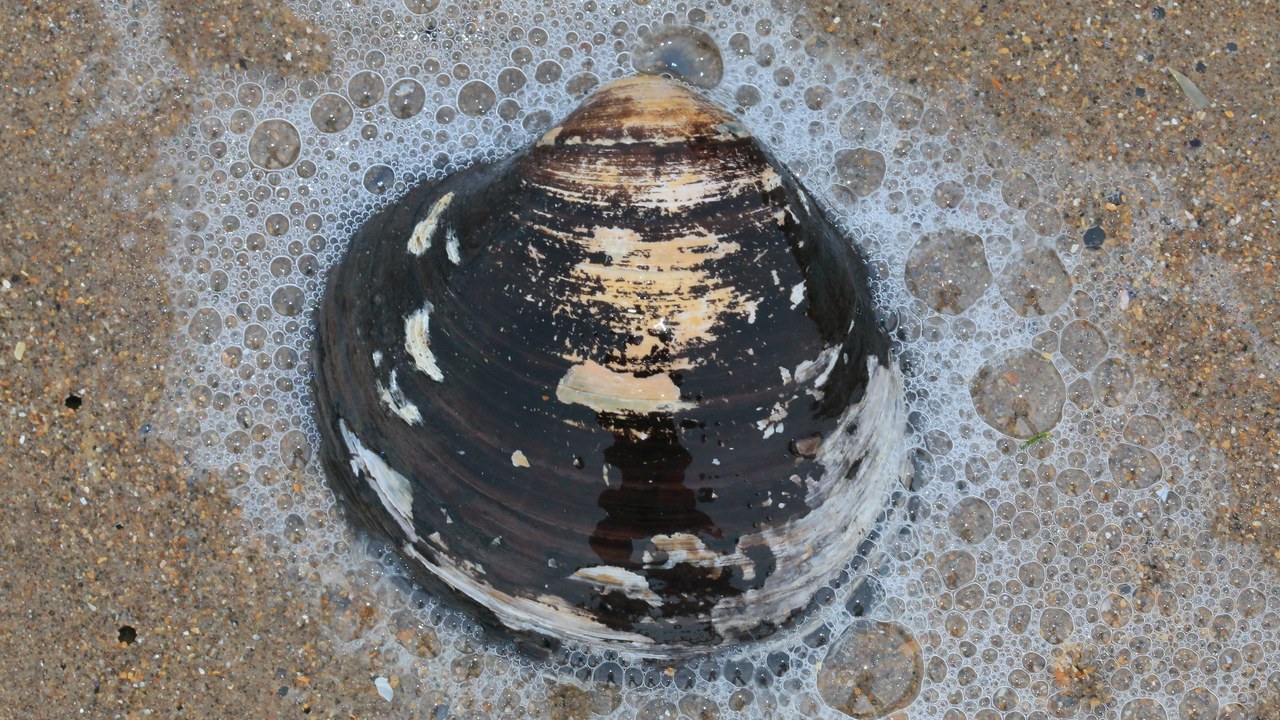 Ocean quahog — Image Credit: S. Rae from Scotland, UK - CC BY 2.0/Wiki Commons
