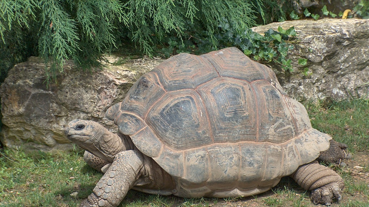 Aldabra giant tortoise — Image Credit: Yotcmdr - Public domain/Wiki Commons