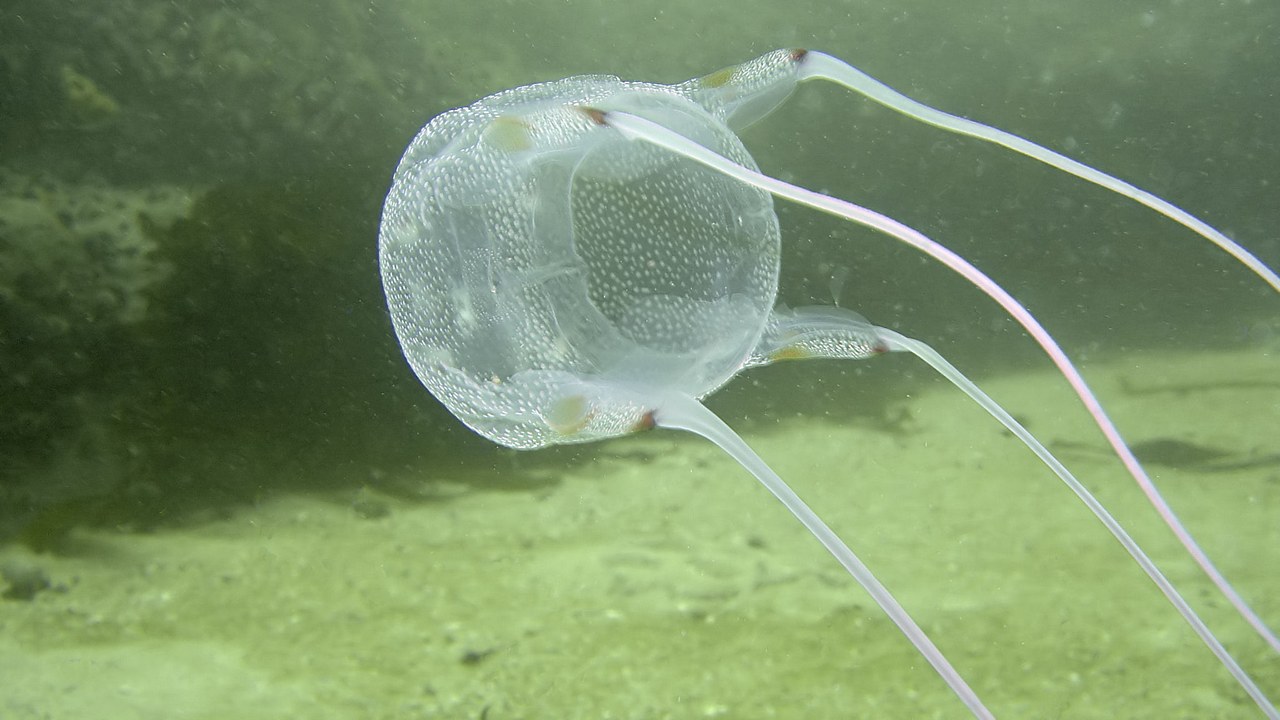 Box jellyfish — Image Credit: Peter Southwood - CC BY-SA 3.0/Wiki Commons