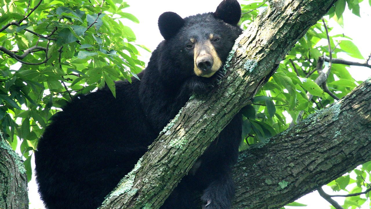 American black bear — Image Credit: ShenandoahNPS - Public domain/Wiki Commons