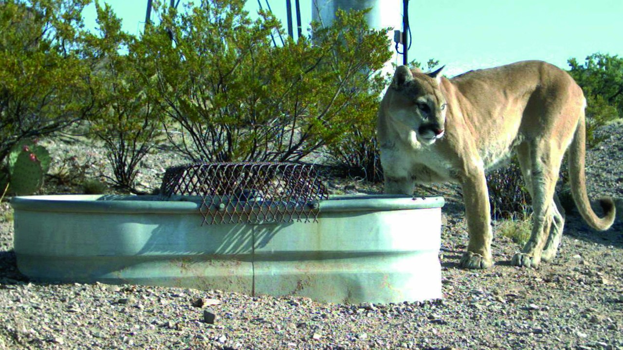 Cougar — Image Credit: U.S. Fish and Wildlife Service - Public domain/Wiki Commons