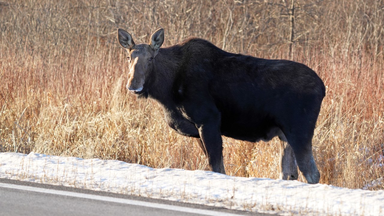 Moose — Image Credit: U.S. Fish and Wildlife Service - Midwest Region - Public domain/Wiki Commons