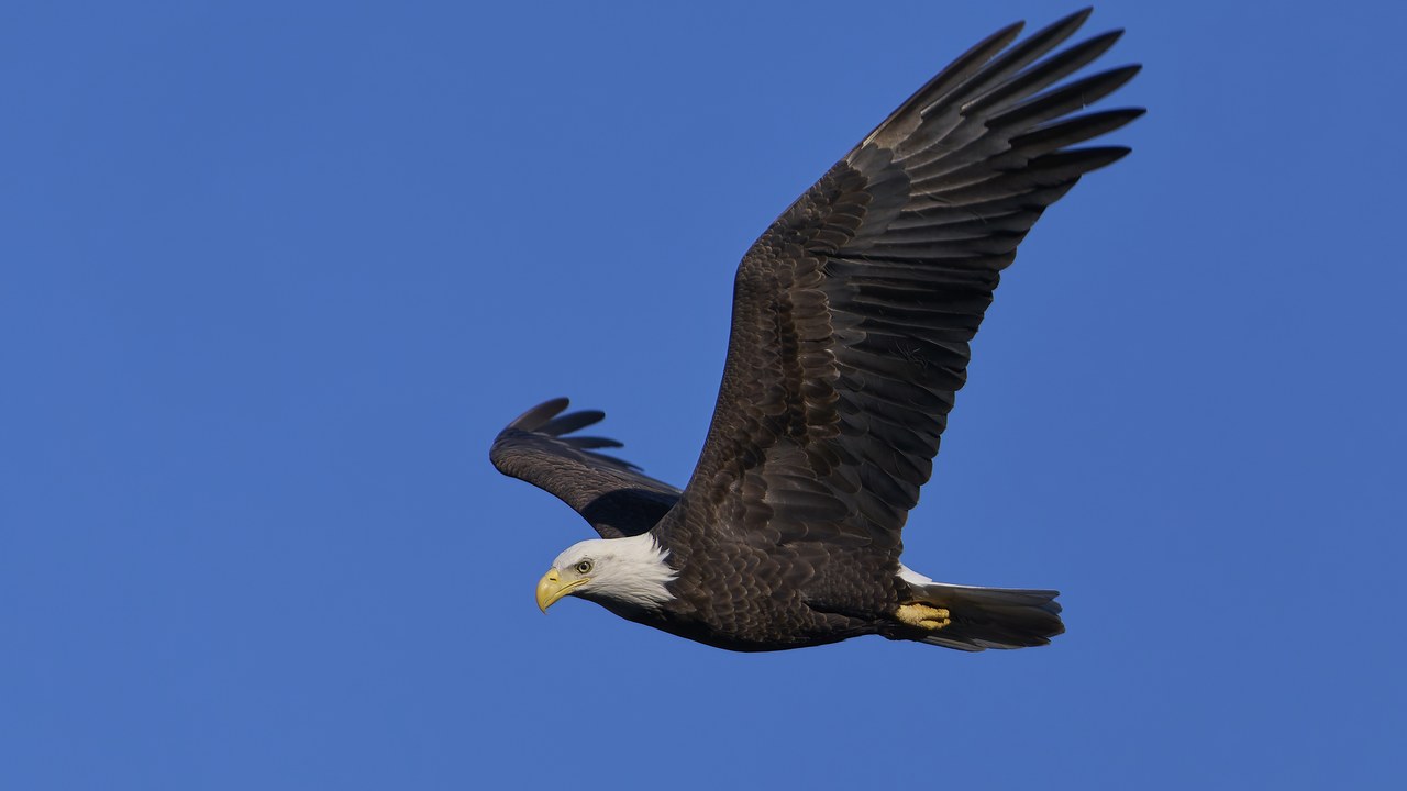 Bald eagle — Image Credit: Paul Danese - CC BY-SA 4.0/Wiki Commons