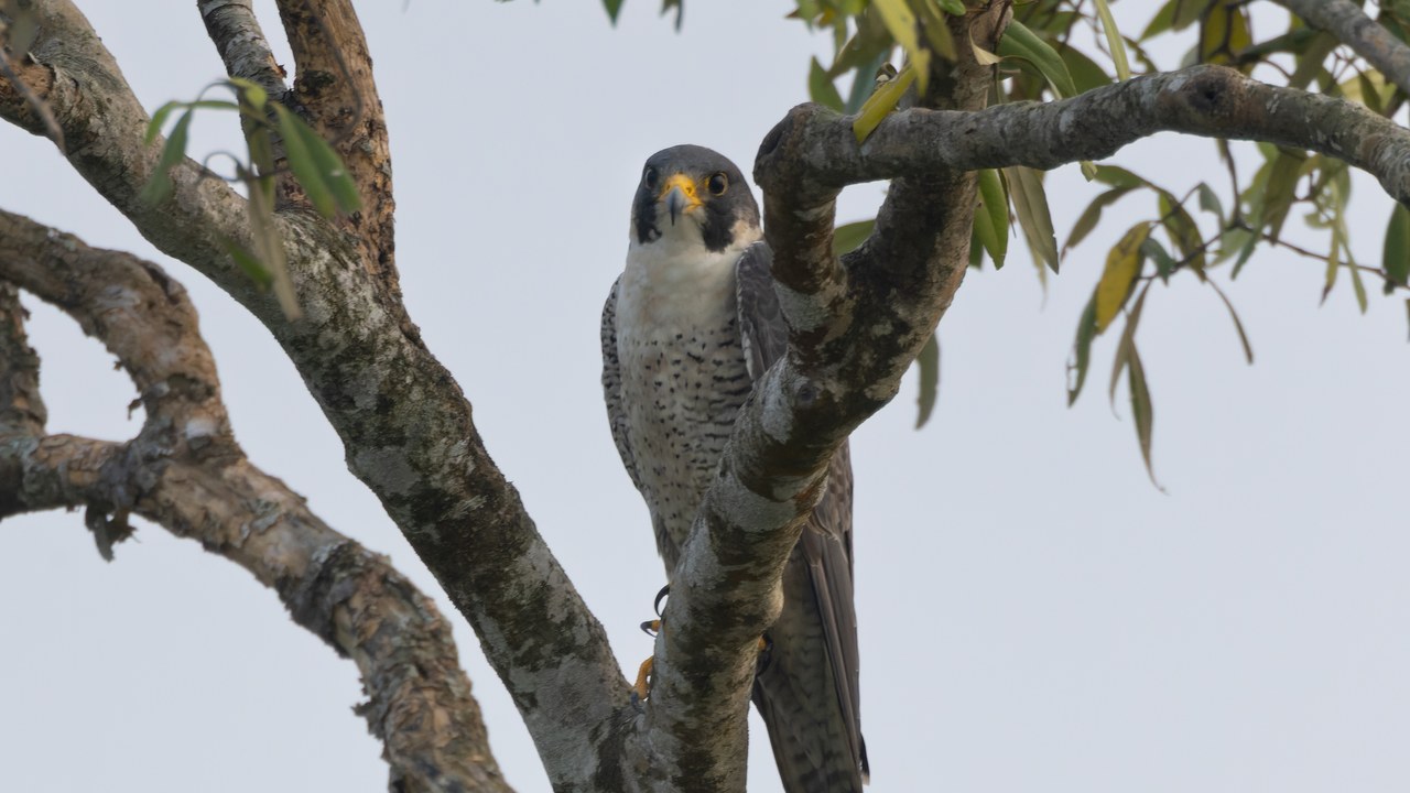 Peregrine falcon — Image Credit: Tisha Mukherjee - CC BY-SA 4.0/Wiki Commons