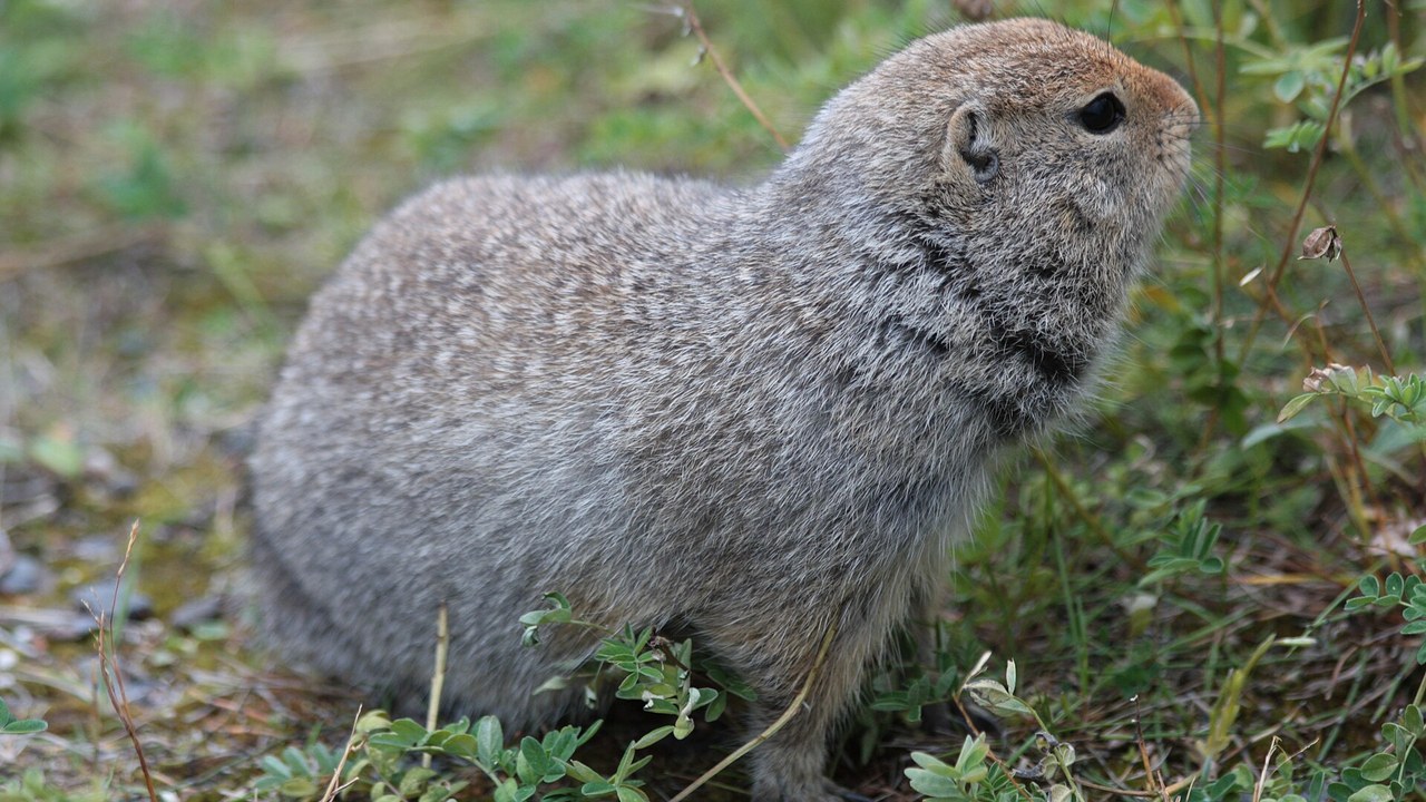 Arctic ground squirrel — Image Credit: Robbie Hannawacker - Public domain/Wiki Commons