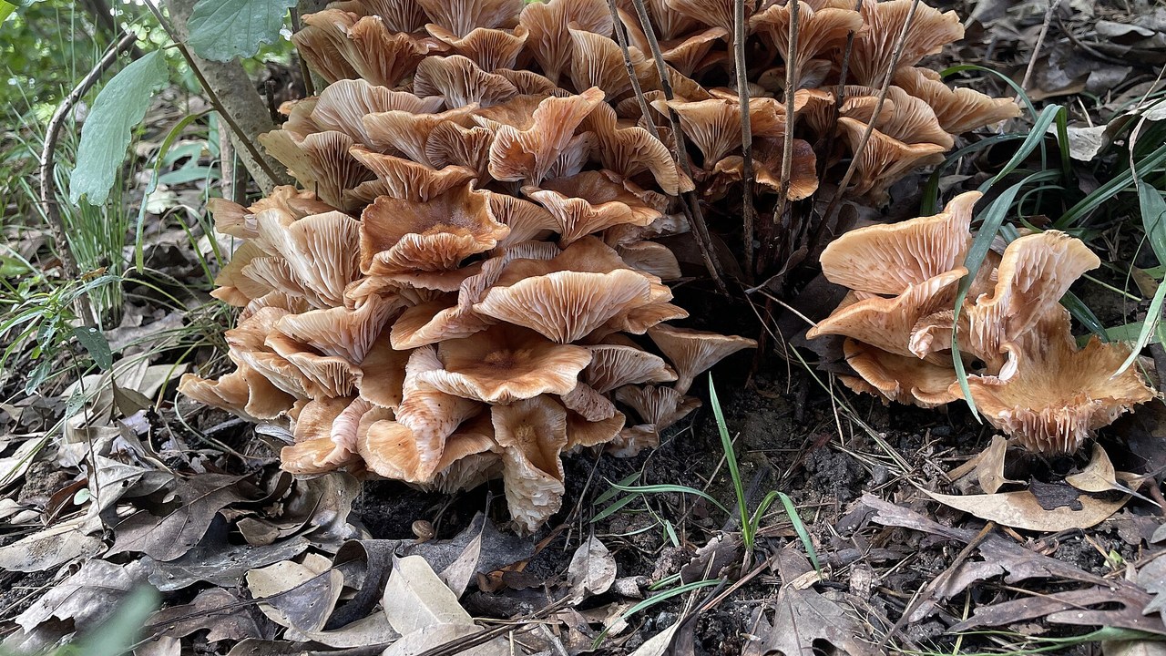 Armillaria ostoyae — Image Credit: m.borden - CC BY-SA 2.0/Wiki Commons