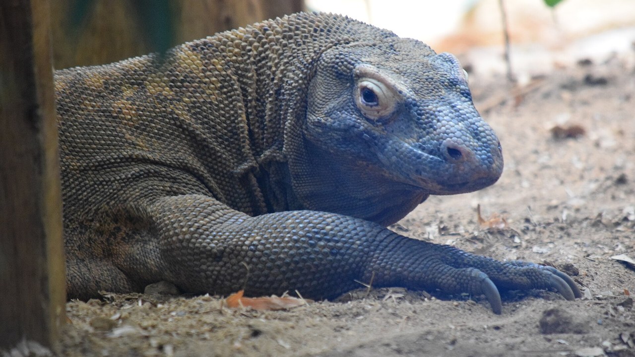 Komodo Dragon (35533540251).jpg