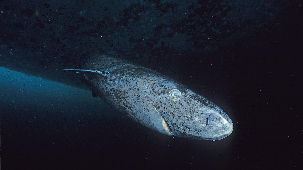 Greenland shark — Image Credit: Hemming1952 - CC BY-SA 4.0/Wiki Commons