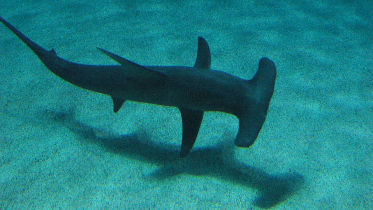 Great hammerhead — Image Credit: Jake Mohan from Minneapolis, USA - CC BY 2.0/Wiki Commons