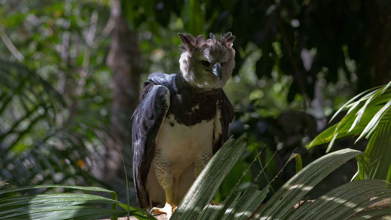 Harpy eagle — Image Credit: Brian Gratwicke from DC, USA - CC BY 2.0/Wiki Commons