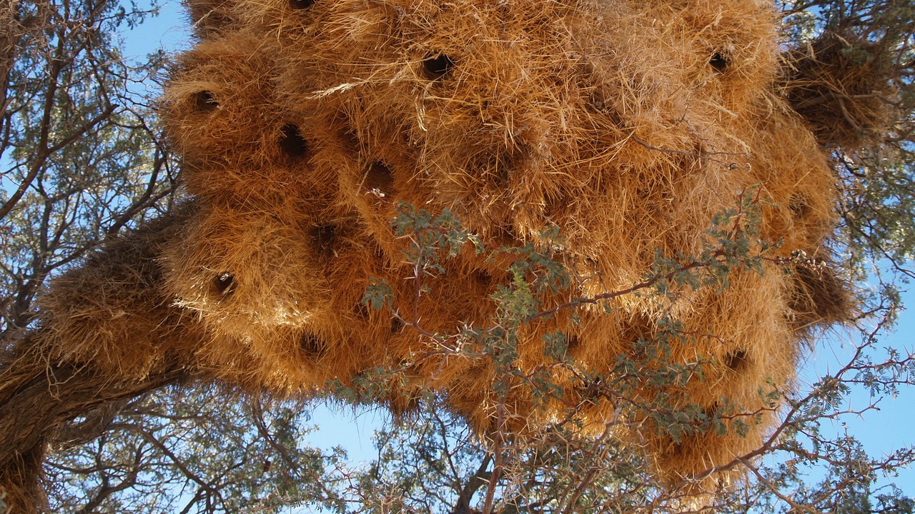 Sociable weaver — Image Credit: Flickr User Rui Ornelas - CC BY 2.0/Wiki Commons