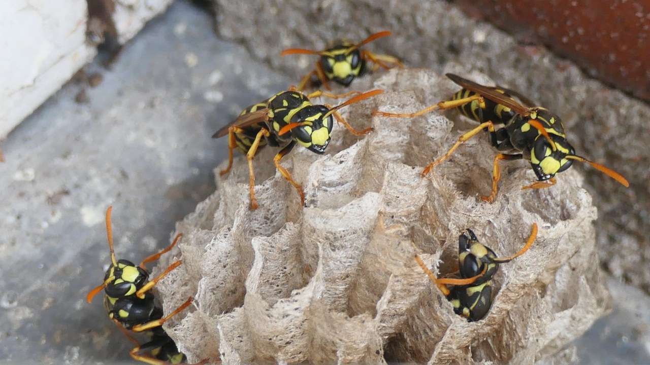 Paper wasp — Image Credit: Pieter Delicaat - CC BY-SA 4.0/Wiki Commons