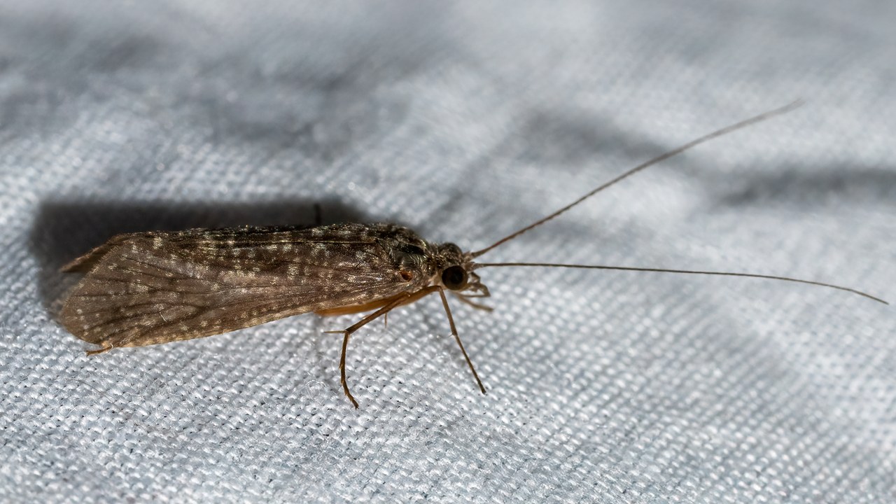 Caddisfly — Image Credit: Rhododendrites - CC BY-SA 4.0/Wiki Commons