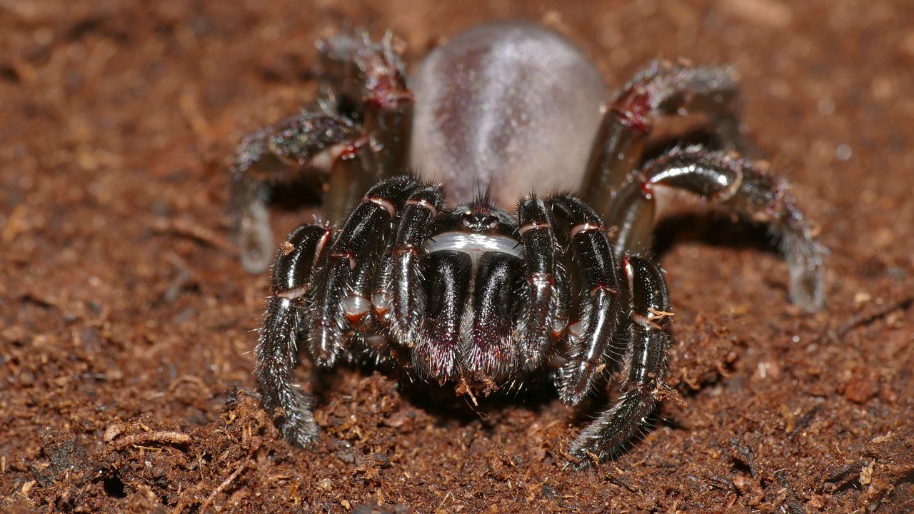 Trapdoor spider — Image Credit: Bernard DUPONT from FRANCE - CC BY-SA 2.0/Wiki Commons