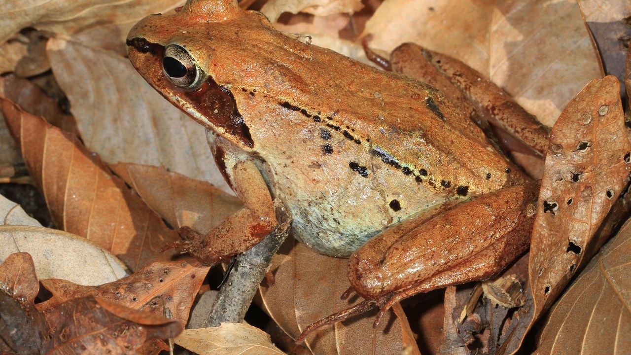 Wood frog — Image Credit: Judy Gallagher - CC BY 2.0/Wiki Commons