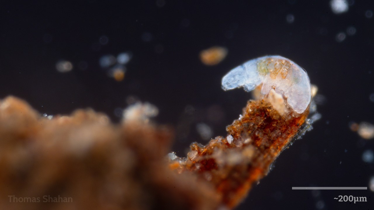 Tardigrade — Image Credit: Thomas Shahan - CC BY 2.0/Wiki Commons