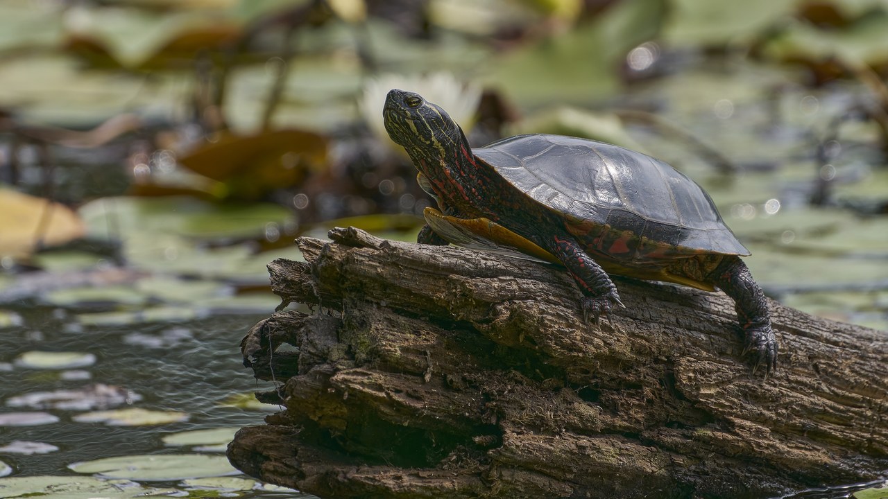 Painted turtle hatchling — Image Credit: Paul Danese - CC BY-SA 4.0/Wiki Commons