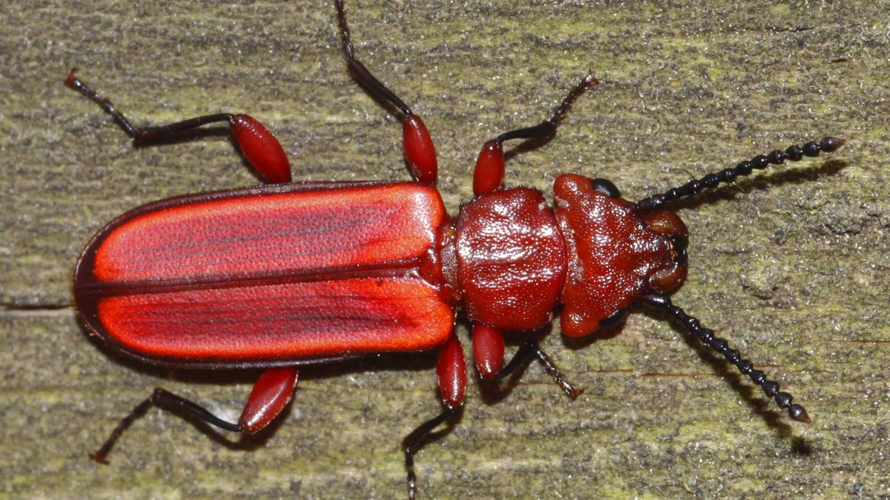 Red flat bark beetle — Image Credit: Judy Gallagher - CC BY 2.0/Wiki Commons