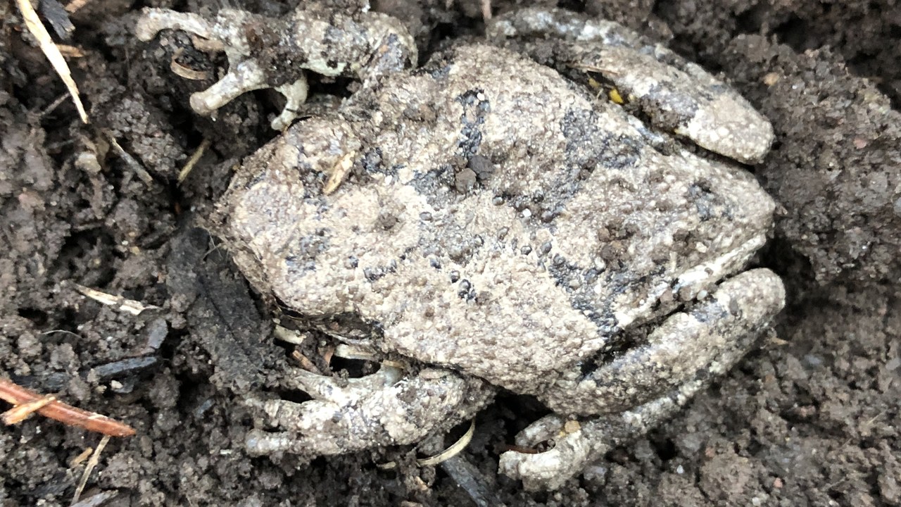 Gray tree frog — Image Credit: Famartin - CC BY-SA 4.0/Wiki Commons