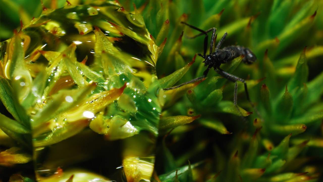Antarctic midge — Image Credit: Igor Gvozdovskyy - CC BY 4.0/Wiki Commons