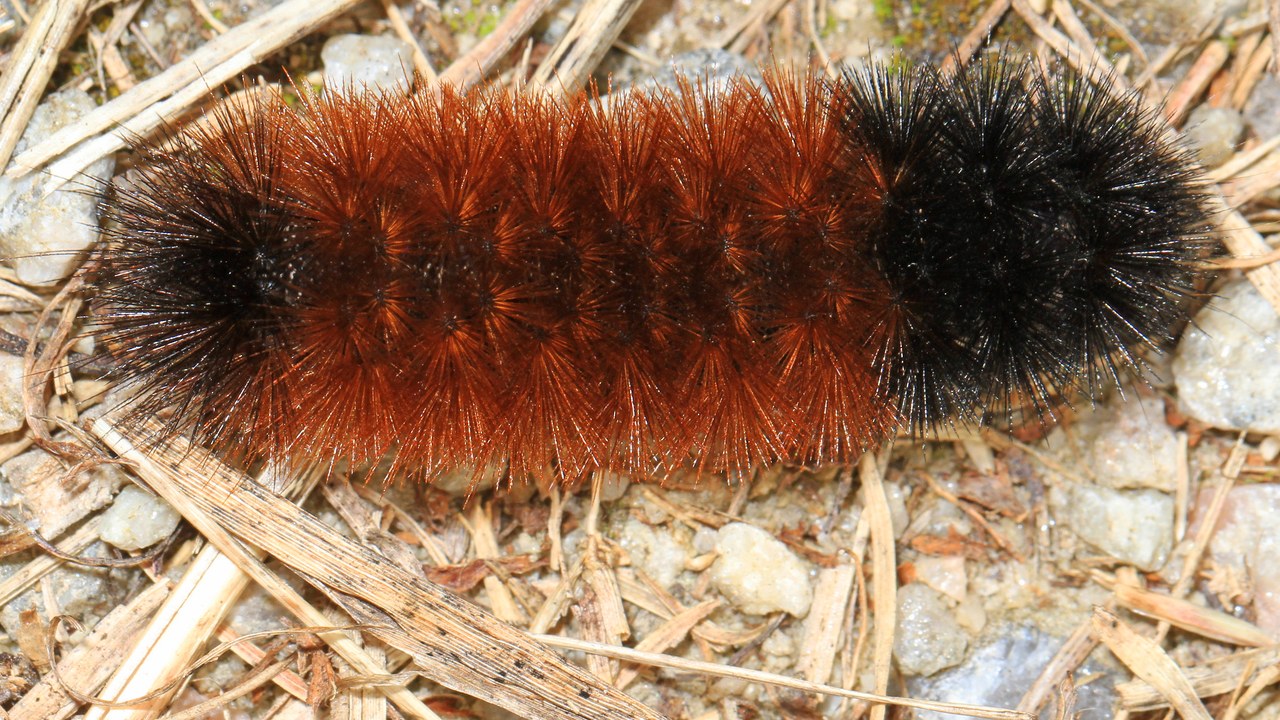 Woolly bear caterpillar — Image Credit: Judy Gallagher - CC BY 2.0/Wiki Commons