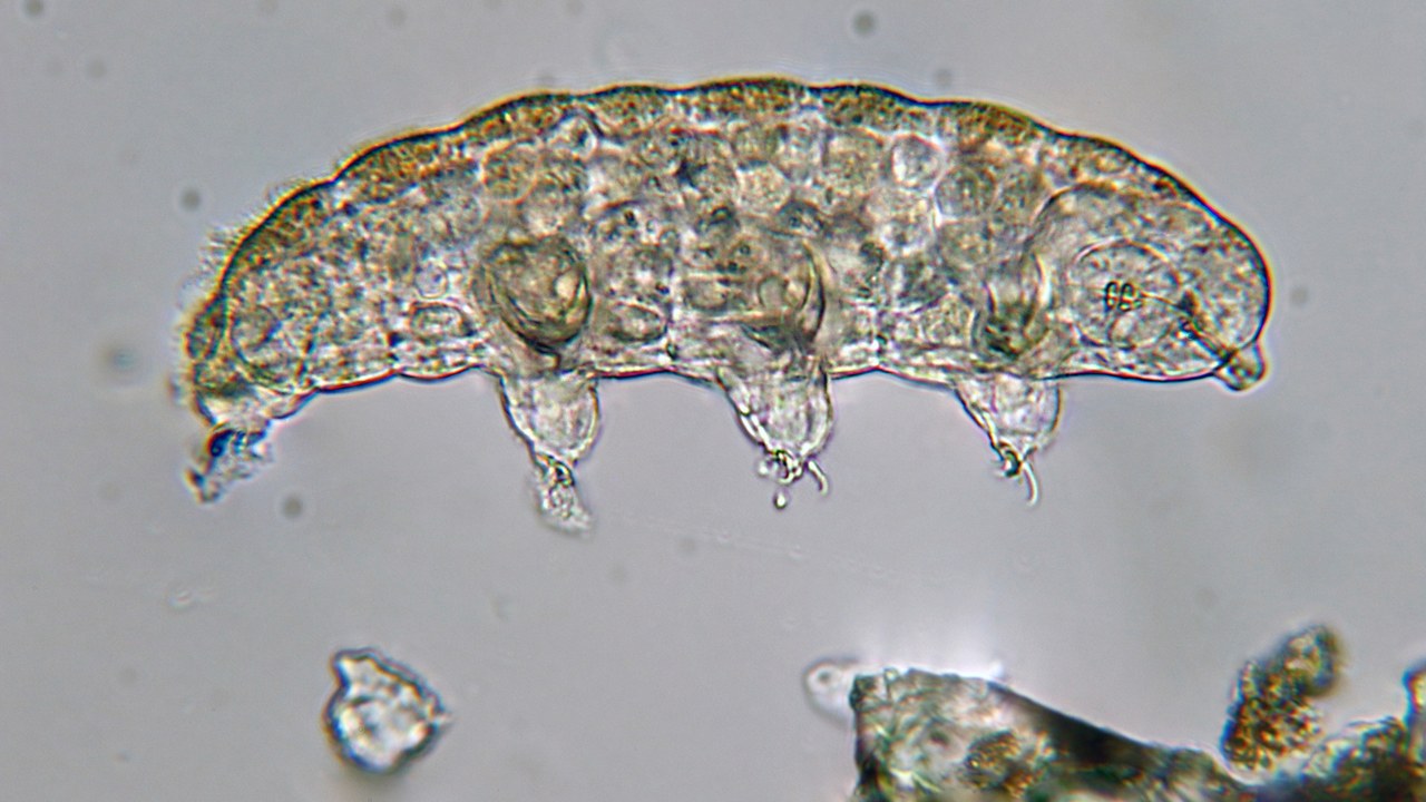 Tardigrade — Image Credit: Philippe Garcelon - CC BY 2.0/Wiki Commons