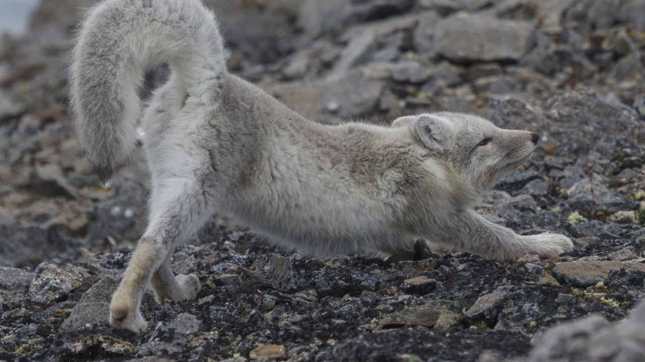 Arctic fox — Image Credit: Nixette - CC BY-SA 4.0/Wiki Commons