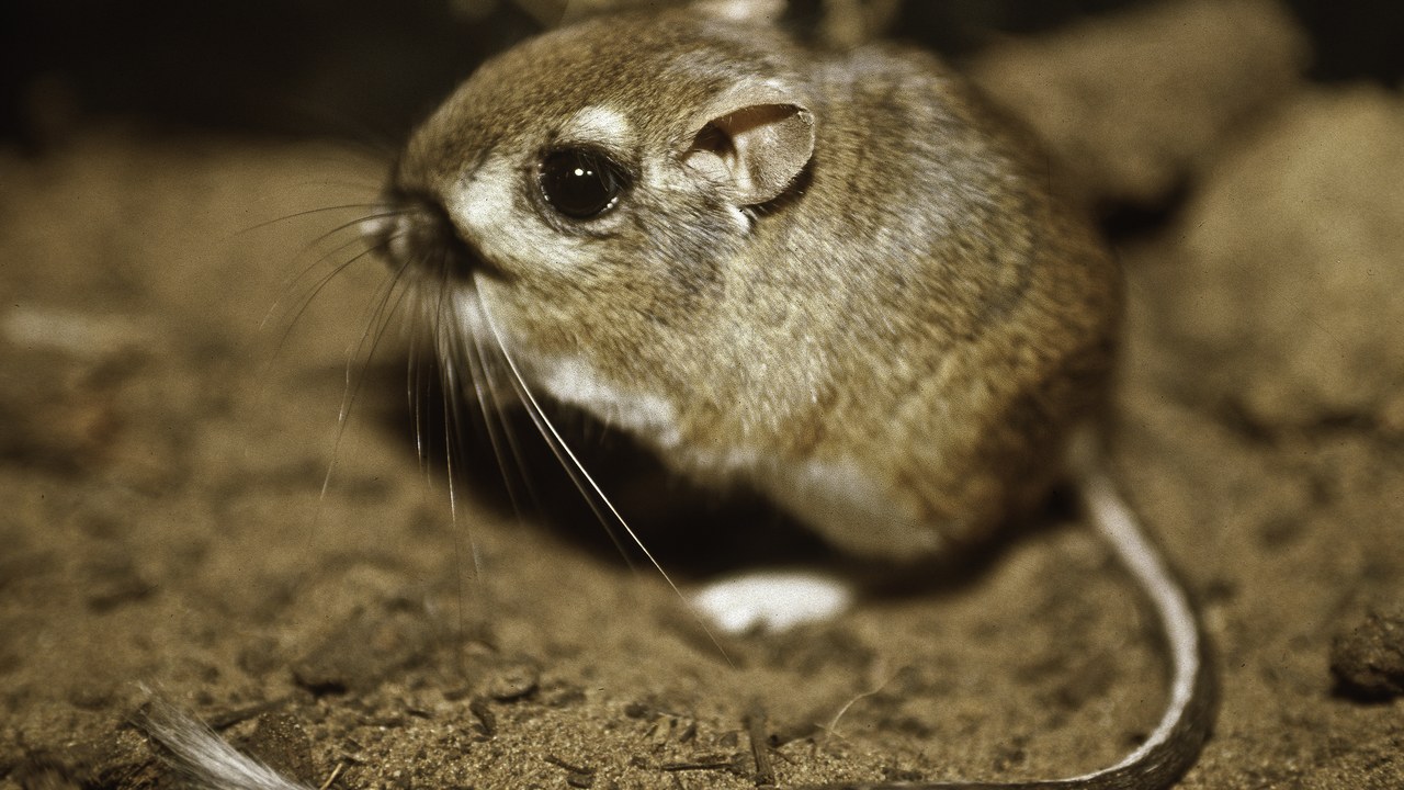 Kangaroo rat — Image Credit: Pacific Southwest Region USFWS from Sacramento, US - Public domain/Wiki Commons
