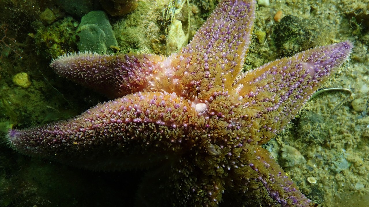 Starfish — Image Credit: Lars Behnke - CC BY-SA 2.0/Wiki Commons