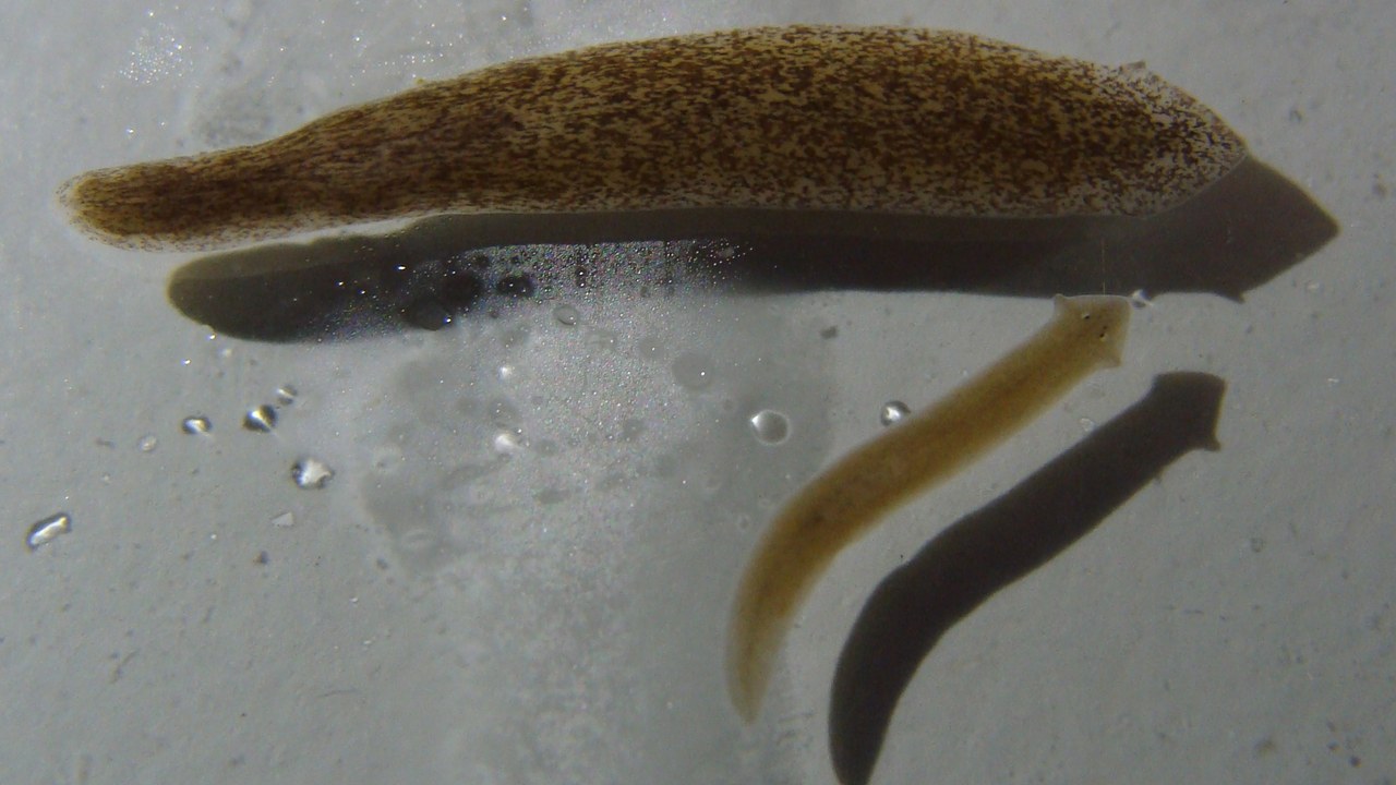 Planarian flatworm — Image Credit: Esv - Eduard Solà - CC BY-SA 3.0/Wiki Commons