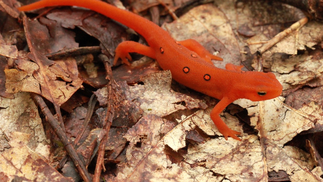 Eastern newt — Image Credit: Jason Quinn - CC BY-SA 3.0/Wiki Commons