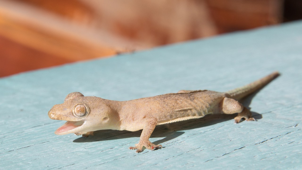 Common house gecko — Image Credit: Basile Morin - CC BY 4.0/Wiki Commons