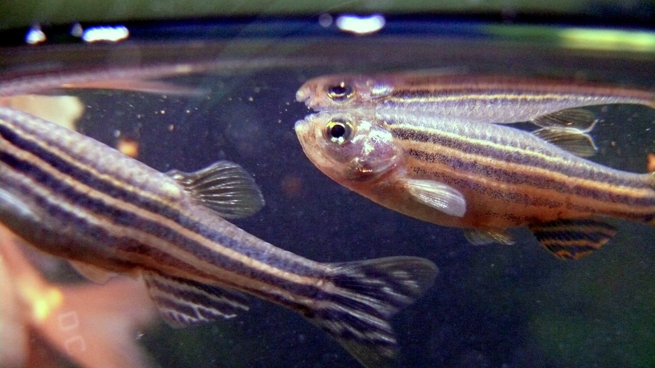 Zebrafish — Image Credit: Pogrebnoj-Alexandroff - CC BY-SA 3.0/Wiki Commons